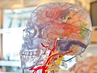 photo of transparent skull to model brain and nervous system